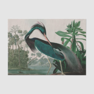 Papel De Seda Louisiana Heron Birds of America Audubon Print