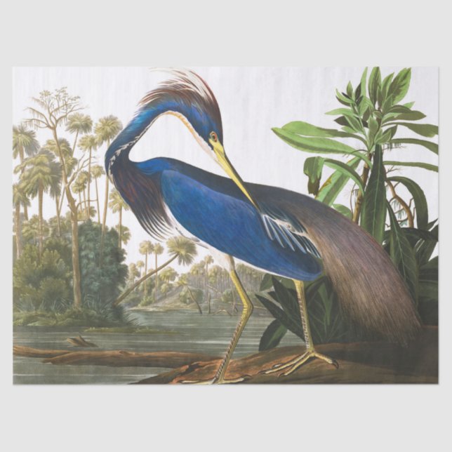 Papel De Seda Louisiana Heron por John James Audubon (Anverso)