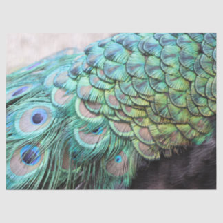 Papel De Seda Lujosas y elegantes plumas de pavo Verde azulado B
