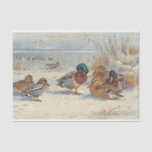 Papel De Seda Mallard y verde azulado en la nieve, Aves