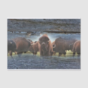 Papel De Seda Manada de búfalos