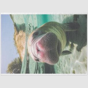 Papel De Seda Manatee con ruido en el océano caprichoso