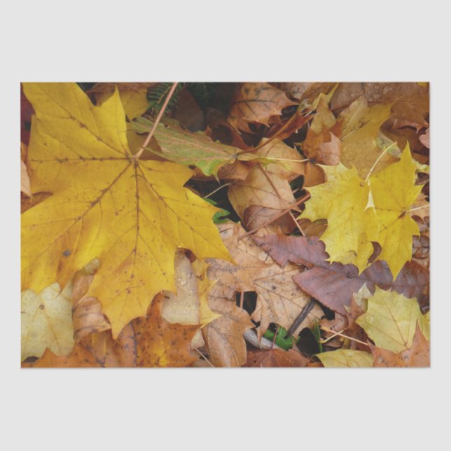 Papel De Seda Maple caído deja naturaleza otoño amarilla (Anverso)
