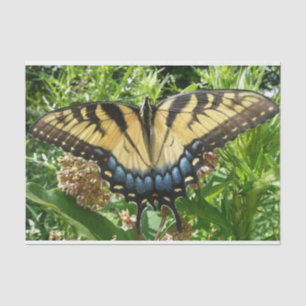 Papel De Seda Mariposa cola de golondrina II en Shenandoah