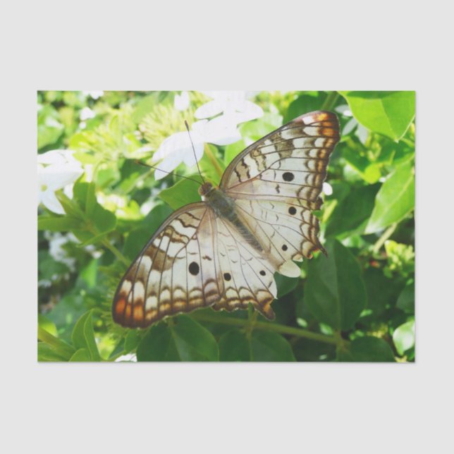 Papel De Seda Mariposa en la fotografía de la naturaleza tropica (Anverso)