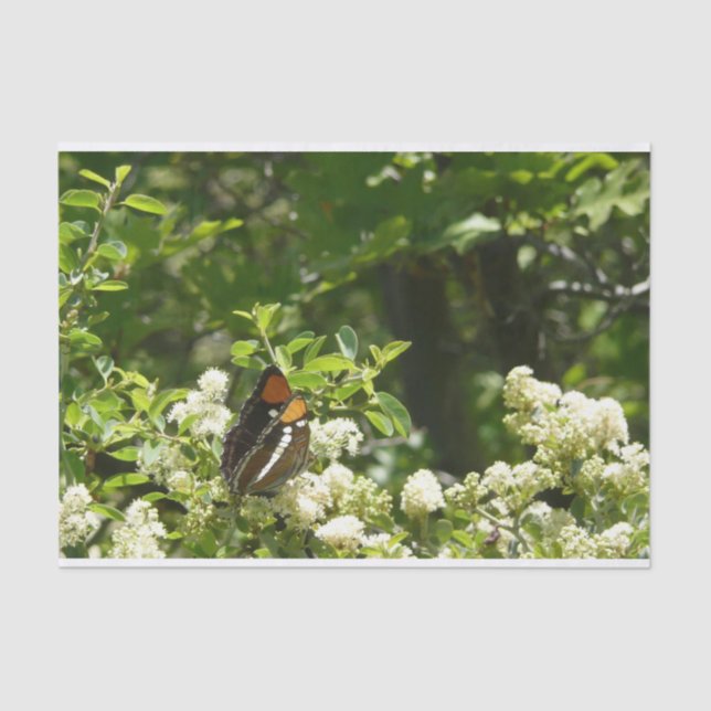 Papel De Seda Mariposa Hermana de California en Yosemite (Anverso)