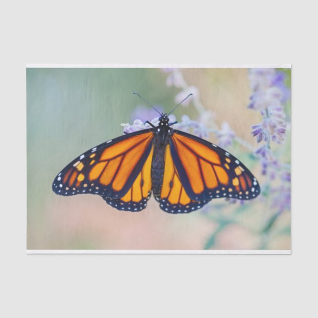 Papel De Seda Mariposa monarca (Anverso)