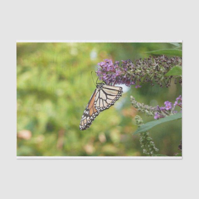 Papel De Seda Mariposa Monarca en Arbusto de Mariposas Morado (Anverso)