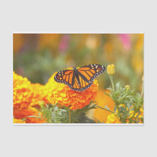 Papel De Seda Mariposa Monarca Naranja Marigold Foto (Anverso)