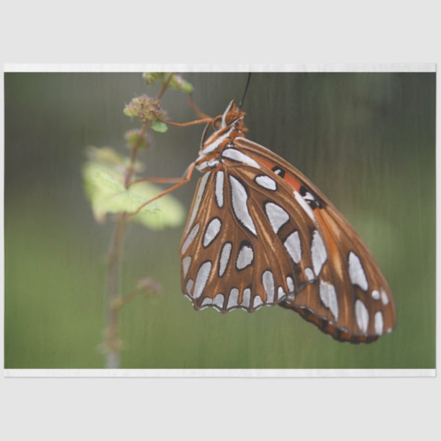 Papel De Seda Mariposa Naranja de la pasión de Fritillary Gulf G (Anverso)