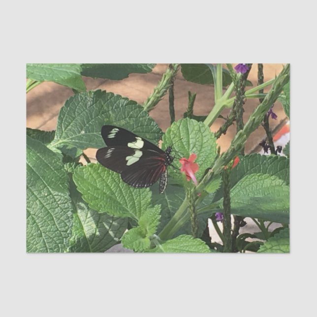 Papel De Seda Mariposa negra y amarilla en primavera (Anverso)