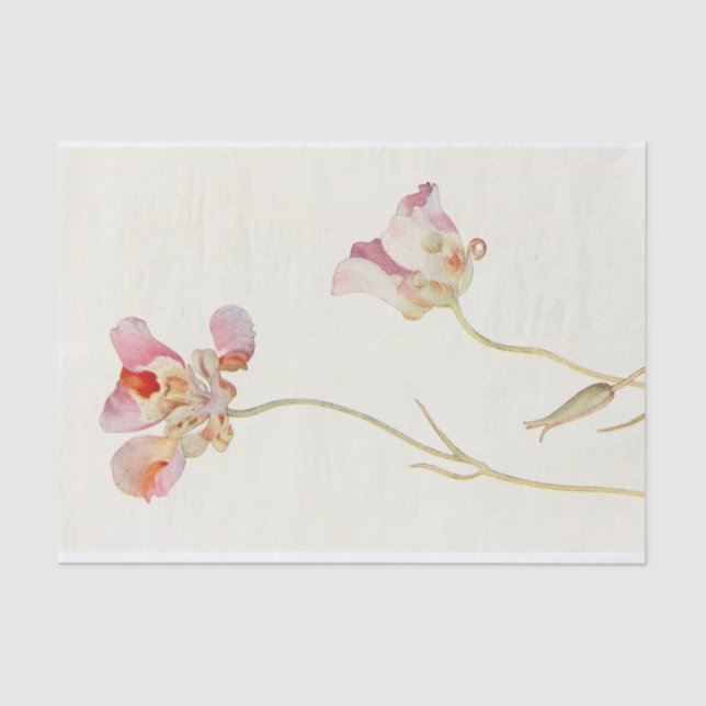 Papel De Seda Mariposa Tulip de Margaret Armstrong (Anverso)