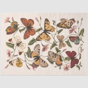 Papel De Seda Mariposa y polilla por Paul Gervais