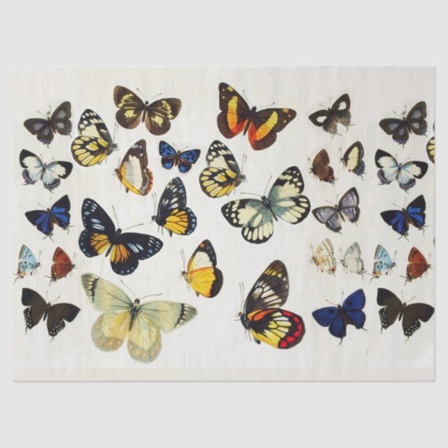 Papel De Seda MARIPOSAS BLANCAS AZULES ROJAS DE BELLEZA Naturale (Anverso)