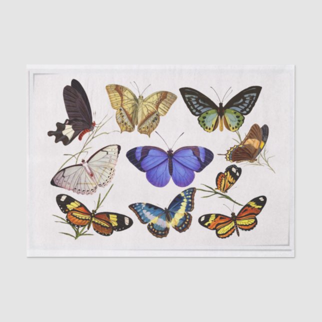 Papel De Seda Mariposas de estilo vintage (Anverso)