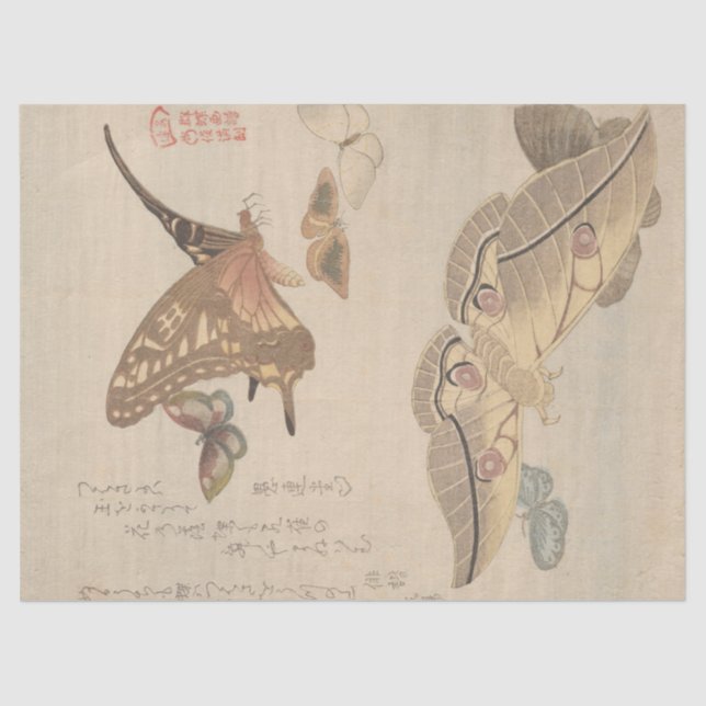 Papel De Seda Mariposas y polillas por Kubo Shunman (Anverso)