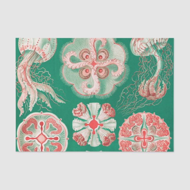 Papel De Seda Marisco, Discomedusae de Ernst Haeckel (Anverso)