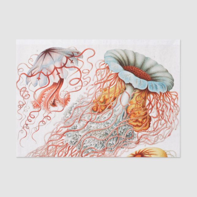 Papel De Seda Marisco, Discomedusae de Ernst Haeckel (Anverso)