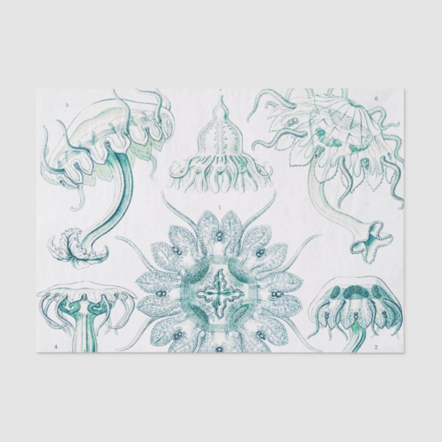 Papel De Seda Marisco, Discomedusae de Ernst Haeckel (Anverso)