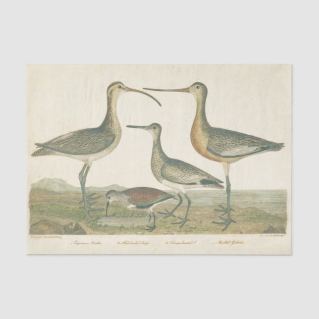 Papel De Seda Marsh Bird Curlew Snipe Birding (Anverso)