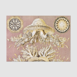 Papel De Seda Medusas, Discomedusae por Ernst Haeckel