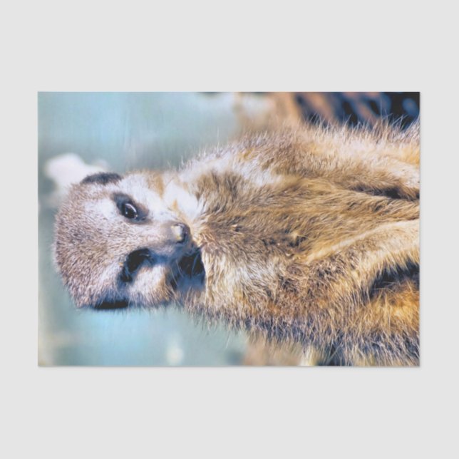 PAPEL DE SEDA MEERKAT (Anverso)