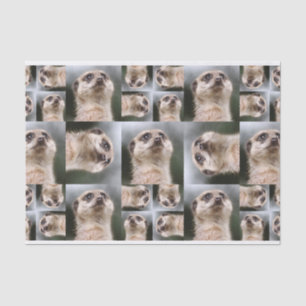 Papel De Seda Meerkat
