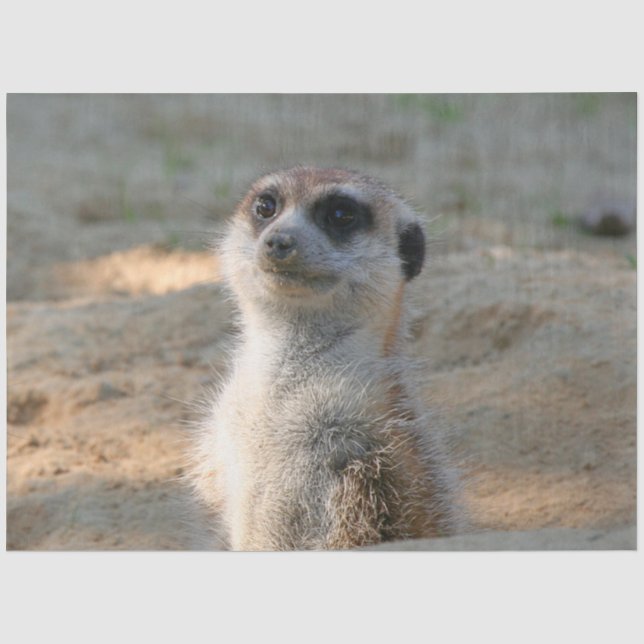 Papel De Seda Meerkat 004 (Anverso)
