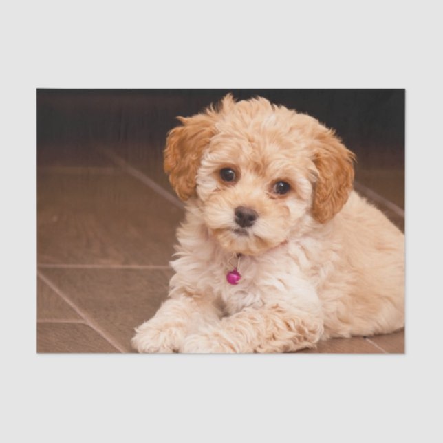 Papel De Seda Mezcla del caniche del bebé o perro de perrito (Anverso)