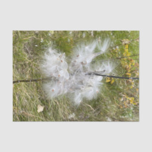 Papel De Seda Milkweed   Mariposa  