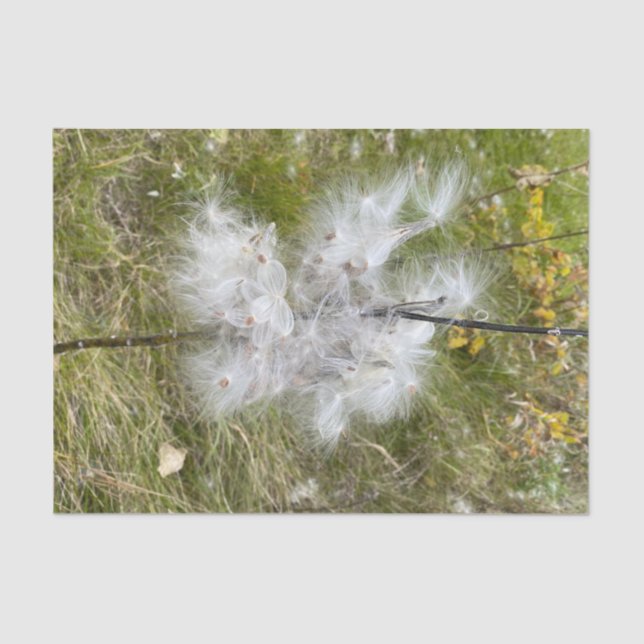 Papel De Seda Milkweed | Mariposa | (Anverso)