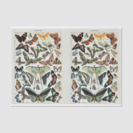 Papel De Seda Millot, mariposas y polillas, desconchamiento