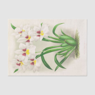 Papel De Seda Miltonia Roezli (Orquídea) por Jean Jules Linden