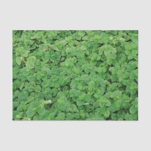 Papel De Seda Mint Foliage (Anverso)