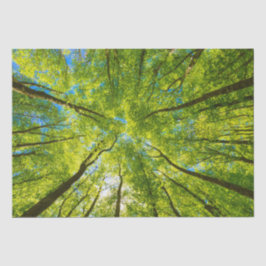 Papel De Seda Mirando a través de hojas de árboles verdes