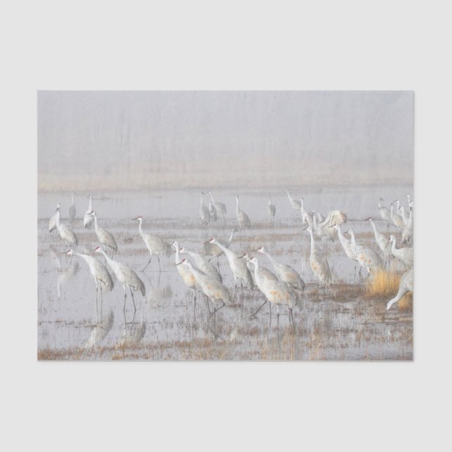 Papel De Seda Misty Sandhill Cranes (Anverso)