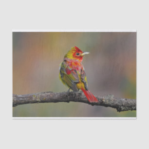 Papel De Seda Moldura de Tanager de escarlata - Fotografía origi