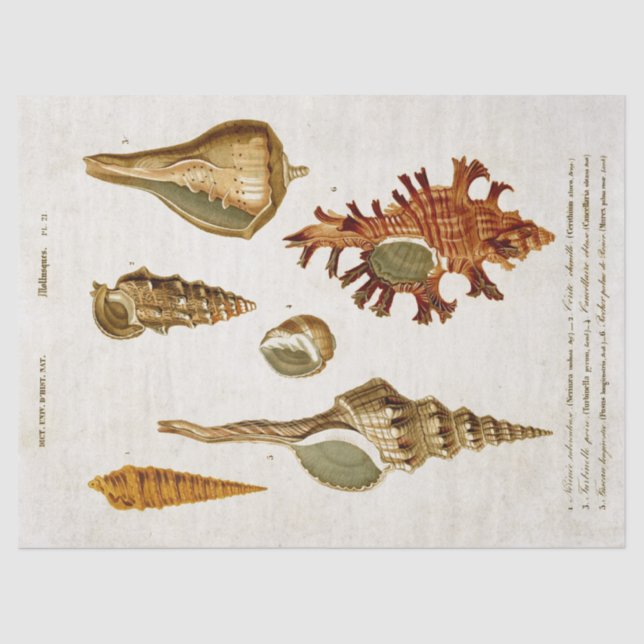 Papel De Seda Moluscos de época y conchas desvalidan (Anverso)