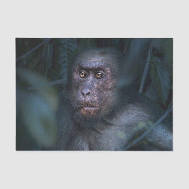 Papel De Seda Mono en la jungla (Anverso)