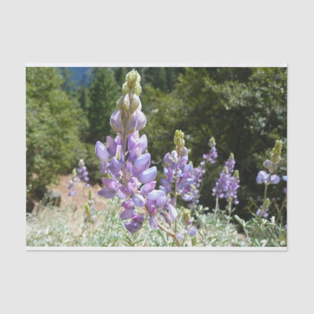 Papel De Seda Montaña Lupins en Yosemite (Anverso)