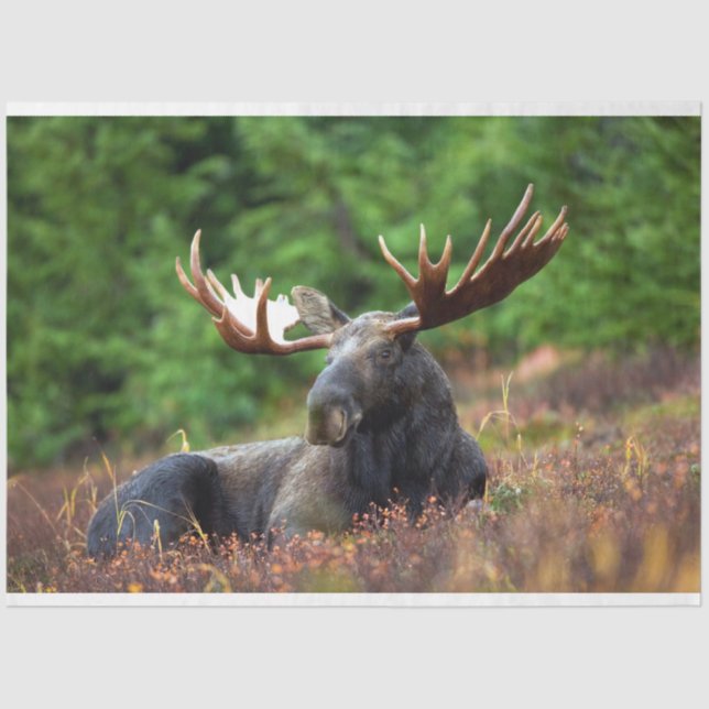 Papel De Seda Moose (Anverso)