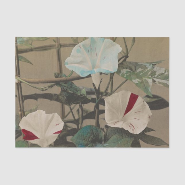 Papel De Seda Morning Glory by Ogawa Kazumasa (Anverso)