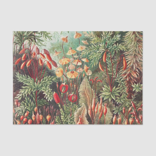 Papel De Seda Mosses, muscinae Laubmoose por Ernst Haeckel (Anverso)