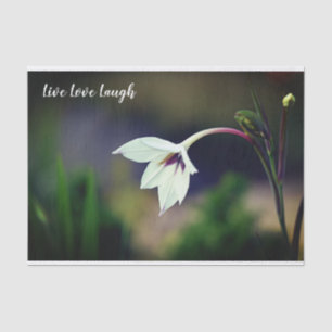 Papel De Seda Motivación de flores en el jardín gladiolus blanco