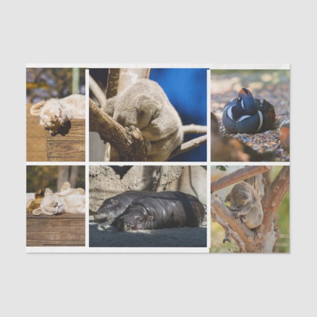 Papel De Seda Nap Time Sleeping Animals Koala Decoupage Photo (Anverso)