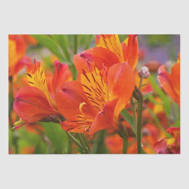 Papel De Seda Naranja Alstroemeria (Lirio peruano) Tejido (Anverso)