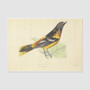 Papel De Seda Naranja amarillo Oriole