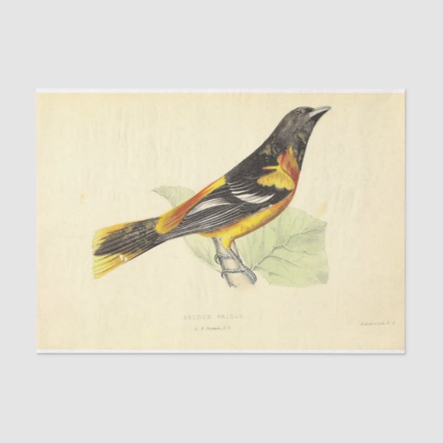 Papel De Seda Naranja amarillo Oriole (Anverso)