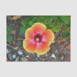 Papel De Seda Naranja bonito Hibiscus Floral Photo