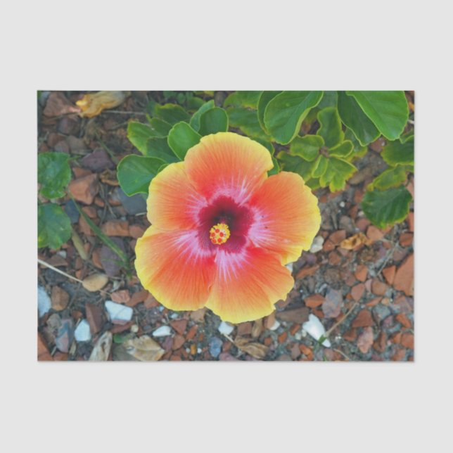 Papel De Seda Naranja bonito Hibiscus Floral Photo (Anverso)